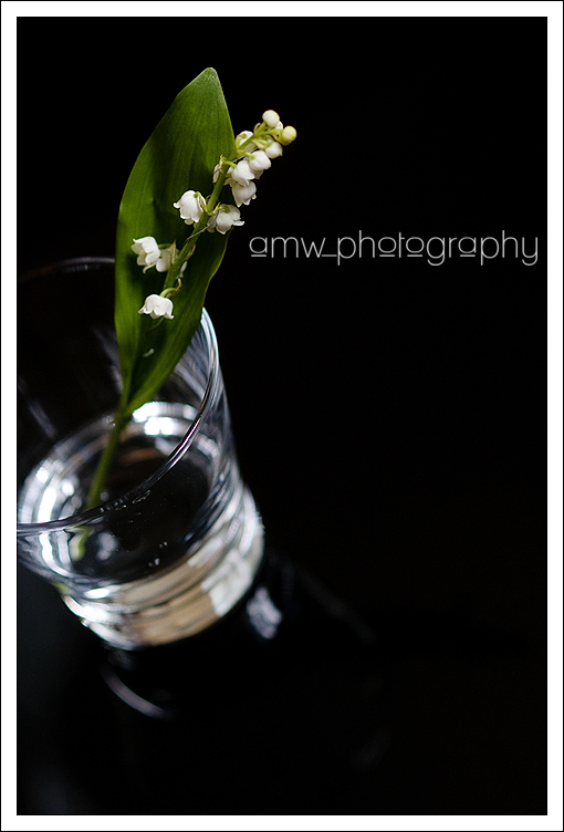 dsc_7269_kl dsc_7269_kl